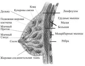 залоз