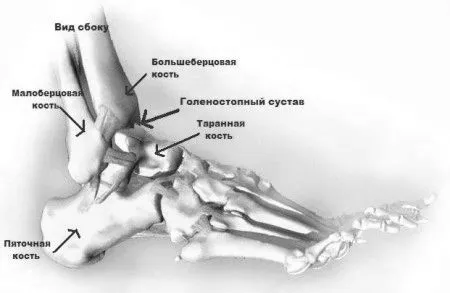 суглоба