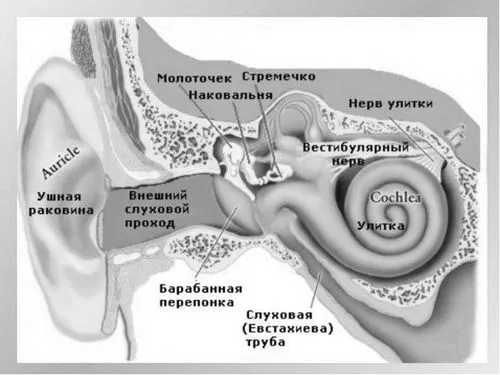 глухота