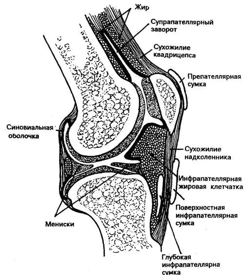 коліно