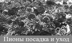 Лікуємо алергію ряскою, поради лікуємо алергію ряскою