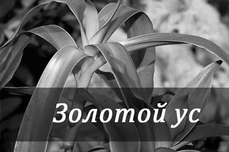 вусом
