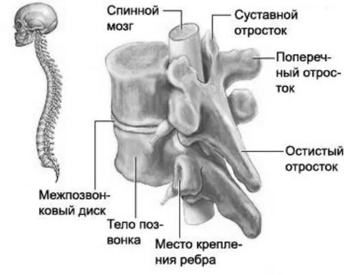 лікування плоска спина хребет людина забій домашніх умовах симптоми