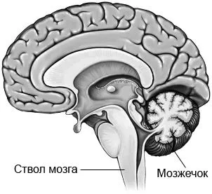 мозочковою