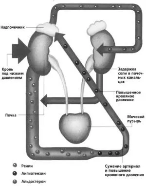 ниркова гіпертензія ліки