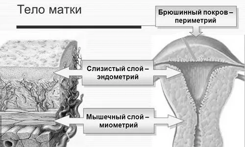 гінеколог будинку