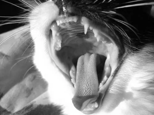 котячий мову