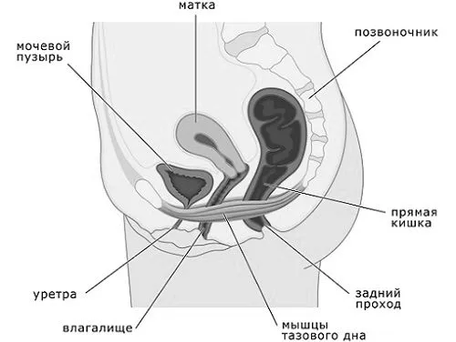 жінок