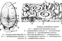 мови