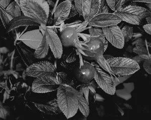 анемії