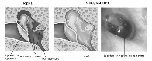 дорослих