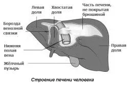перший по печінці