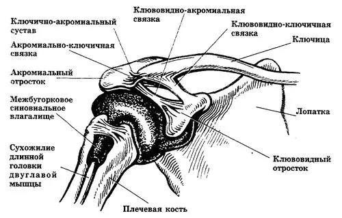 Травми ключиці: лікування, симптоми, перша допомога при ушкодженнях і ударах ключиці симптоми