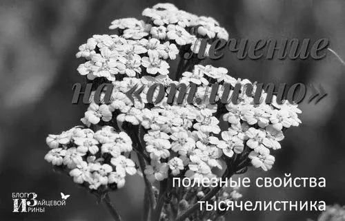 як лікувати шлунок деревієм