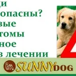 Câinele a fost otrăvit cu sare! O problemă comună în timpul iernii - câine soare