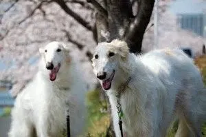 Borzoi rus câine de îngrijire corespunzătoare a câine rasa ogar rusesc și puii săi