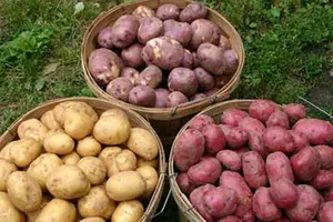 Potato soiuri foto și descrierea, cultivarea și randamentul soiurilor de cartofi, de control al bolii și