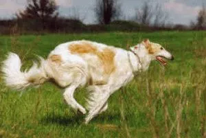 Borzoi rus câine de îngrijire corespunzătoare a câine rasa ogar rusesc și puii săi