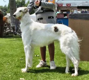 Borzoi rus câine de îngrijire corespunzătoare a câine rasa ogar rusesc și puii săi