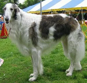 Borzoi rus câine de îngrijire corespunzătoare a câine rasa ogar rusesc și puii săi