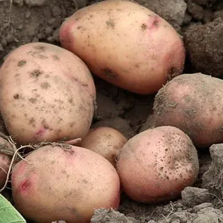 Potato soiuri foto și descrierea, cultivarea și randamentul soiurilor de cartofi, de control al bolii și