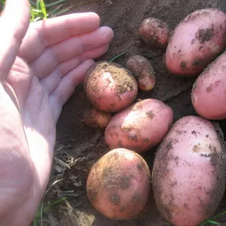 Potato soiuri foto și descrierea, cultivarea și randamentul soiurilor de cartofi, de control al bolii și