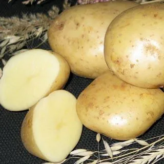 Potato soiuri foto și descrierea, cultivarea și randamentul soiurilor de cartofi, de control al bolii și