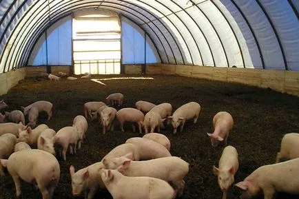 Conținutul porcilor la tehnologia agricole