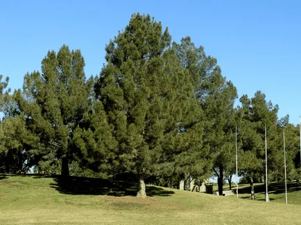 Pinus Cembra и корейски специални грижи