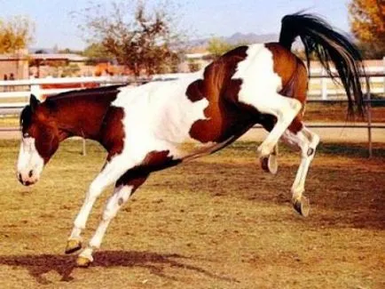 Sfaturi novice rider pentru a determina starea de spirit calului - site despre cai