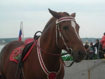 Sfaturi novice rider pentru a determina starea de spirit calului - site despre cai
