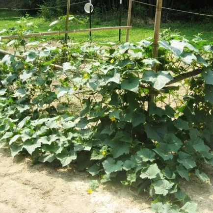 Сортове краставици за територията Краснодар