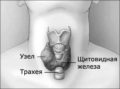 щитовидної