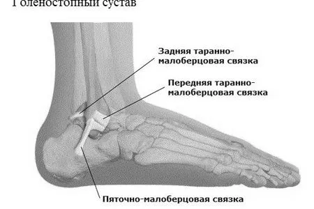 суглоба