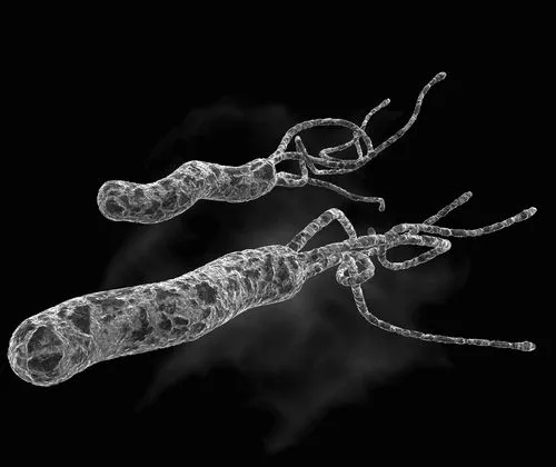 бактерія мікроорганізм хелікобактер пілорі helicobacter pylori зараження шлунок лікування лікувати як небезпечна ознаки ерадикація симптоми прогноз схема