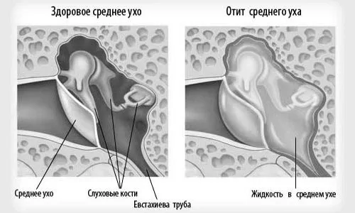 домашніх
