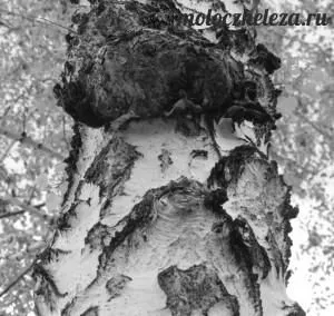 як лікувати рак чагой