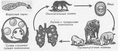 як лікувати ехінококоз печінки
