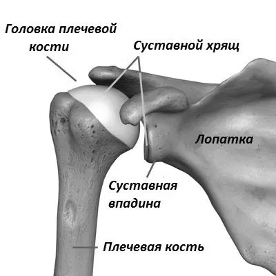суглоба