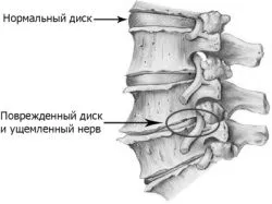 домашніх