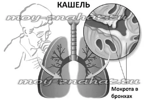 легких