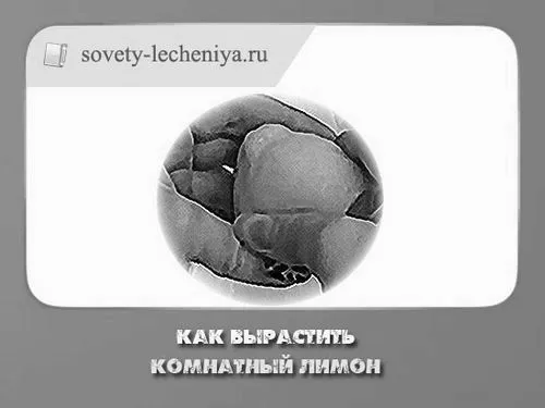 Як виростити кімнатний лимон живцювання лимона
