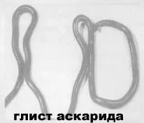 пологів