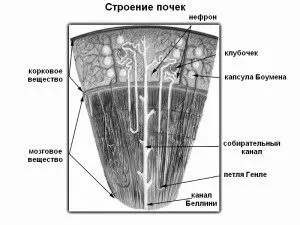 як лікувати нирки медикаментами