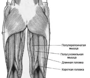 як лікувати розтягнення двоголового м'яза стегна