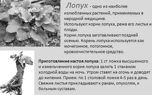 лопухом