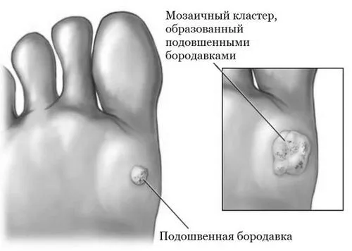 домашніх