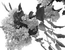 народні