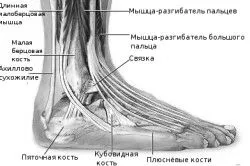 домашніх