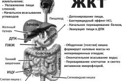 про шлунок